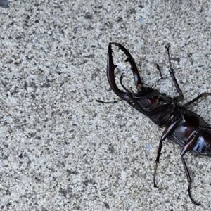 ブログ　子どもの頃の夢がかないました（指圧治療院WillRich）