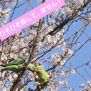 ブログ　仕事の合間のお散歩のお話（指圧治療院WillRich）