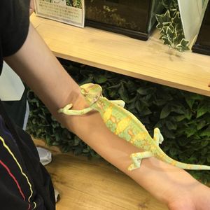 ブログ　ヒトと動物の違いを観察！勉強会（指圧治療院WillRich）